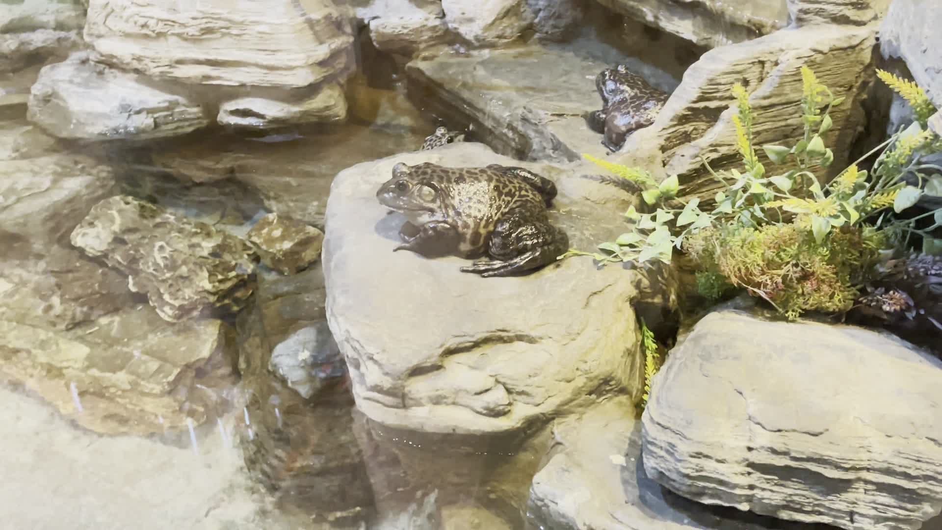 水族馆爬行动物馆牛蛙蛤蟆大青蛙视频的预览图