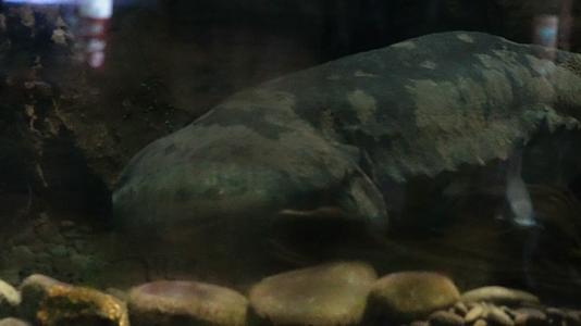 水下娃娃鱼大鲵保护动物濒临灭绝视频的预览图