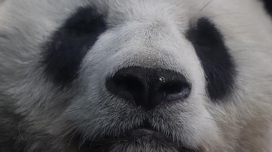 四川卧龙国家级保护动物大熊猫视频的预览图