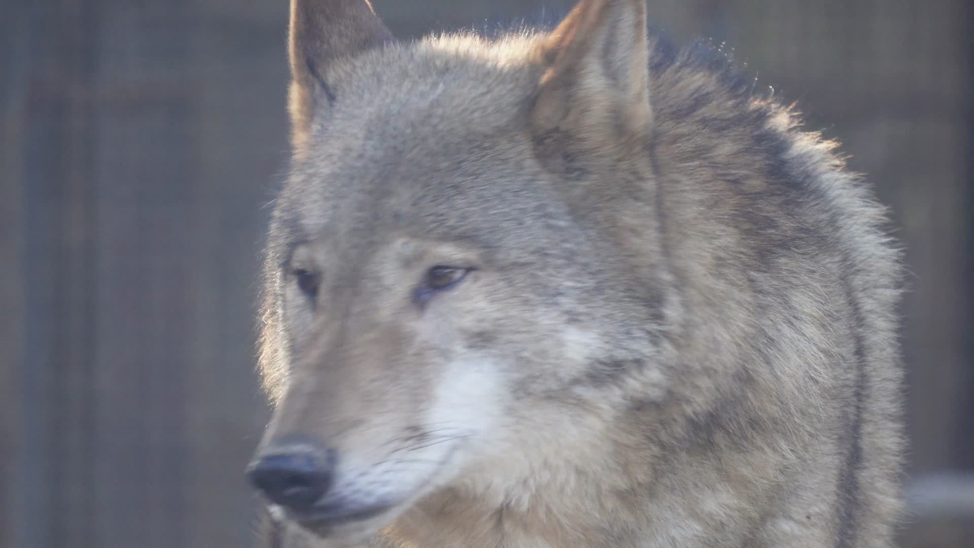 特写动物园里的野狼狼性视频的预览图