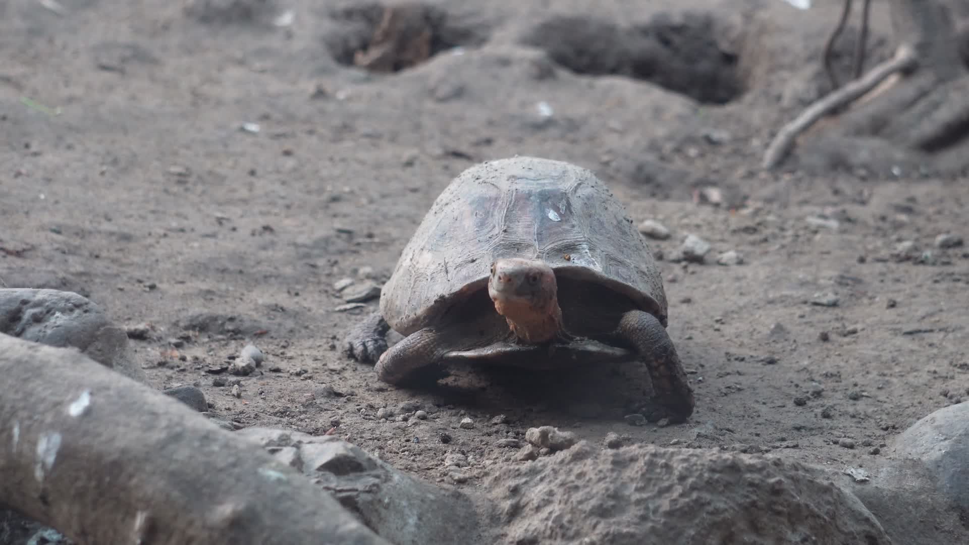 象龟乌龟爬行动物辐射龟宠物龟视频的预览图
