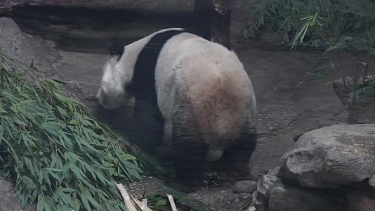 游客参观动物园里的大熊猫视频的预览图