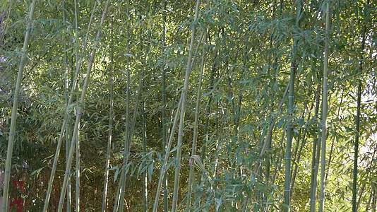 意境竹林小径小路阳光下的背影美好大自然视频的预览图