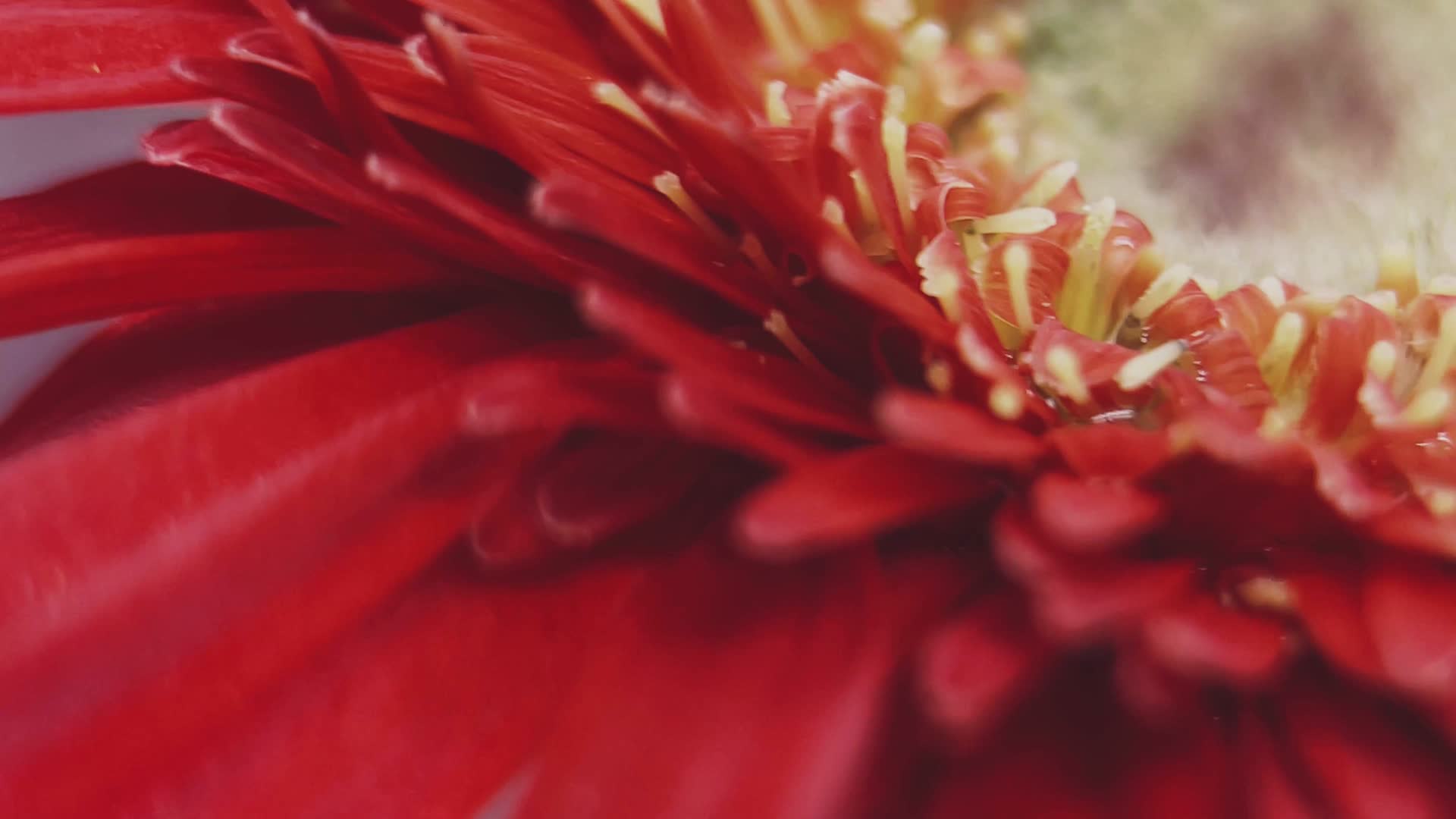 特写鲜红色大红色菊花非洲菊视频的预览图