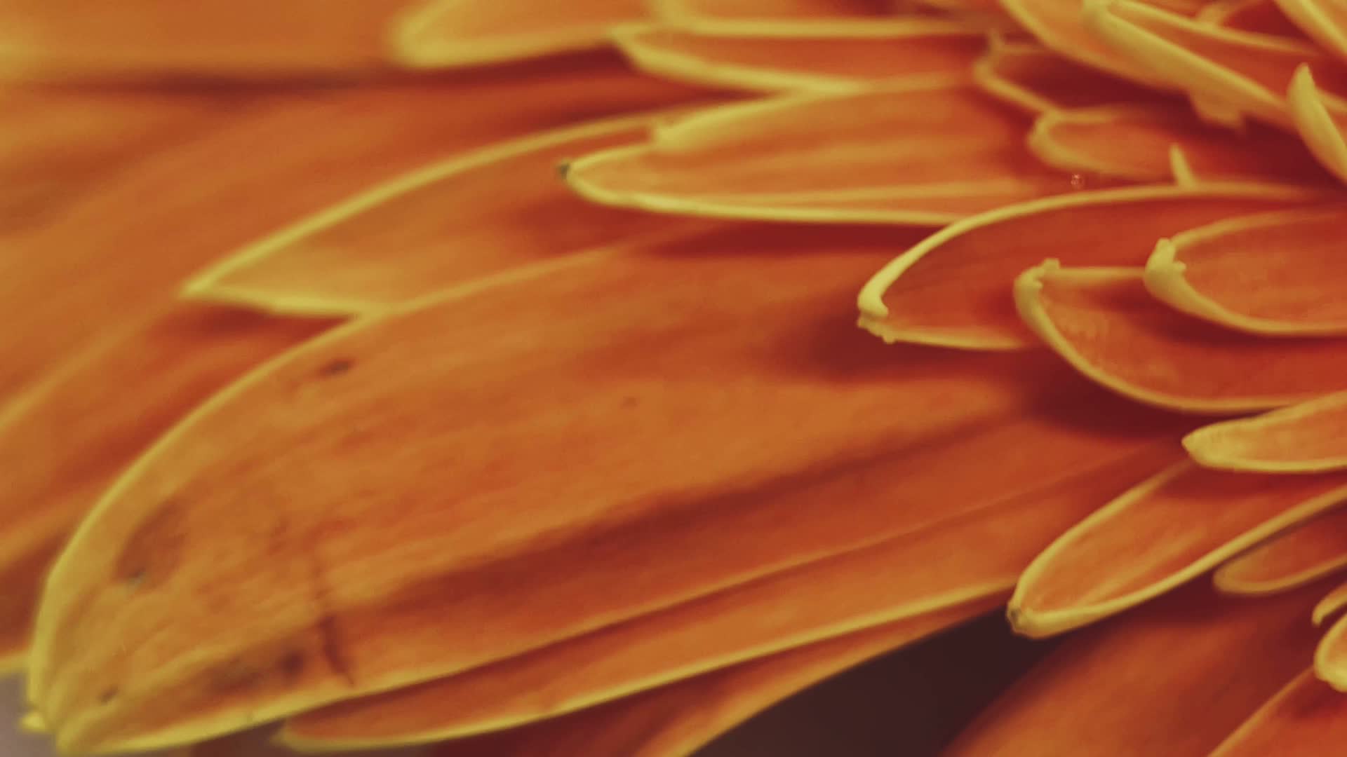 鲜花摄影非洲雏菊橘黄色视频的预览图