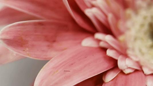 微距粉色非洲菊雏菊视频的预览图