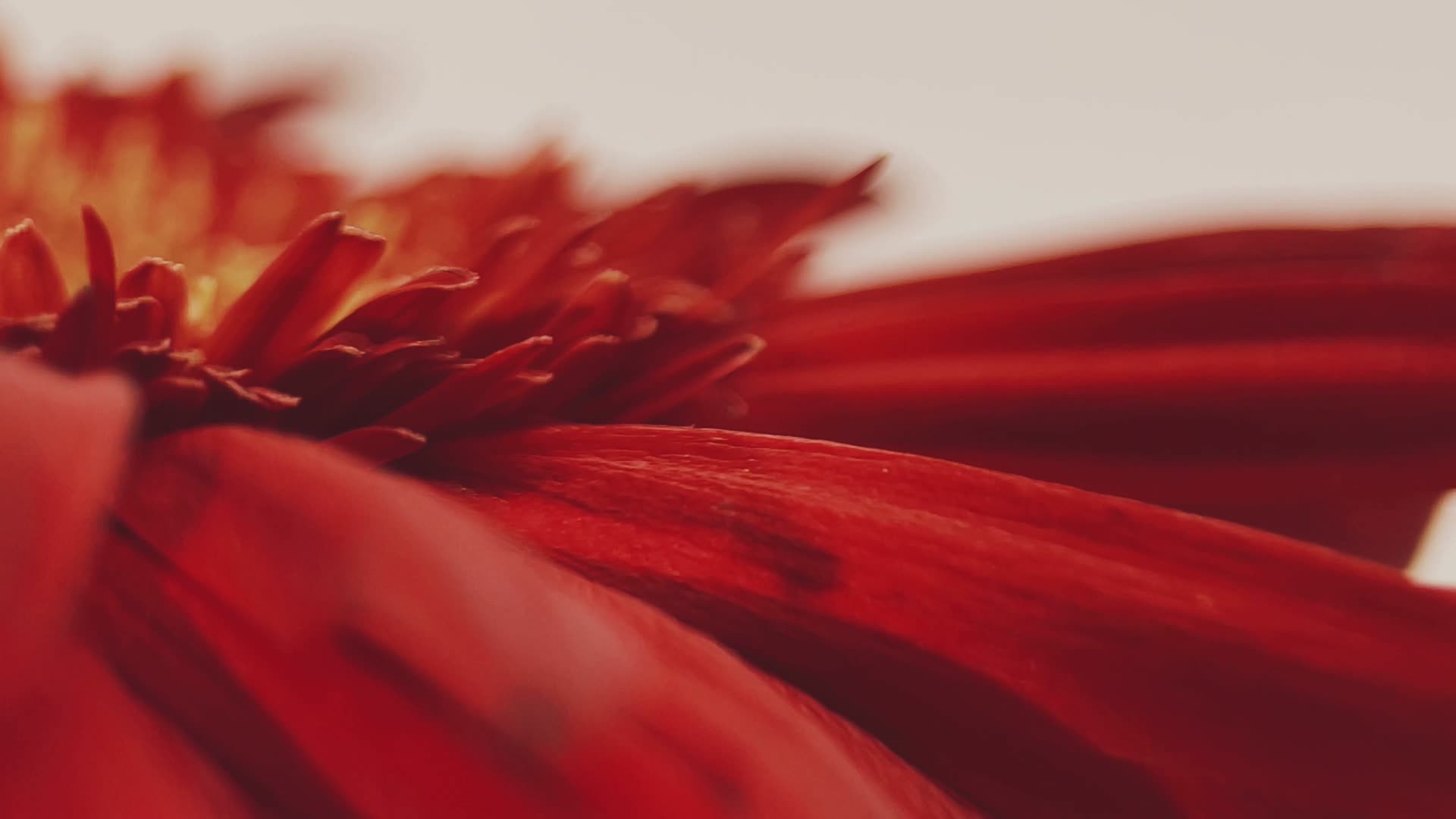 微距红色菊花花瓣花蕊视频的预览图