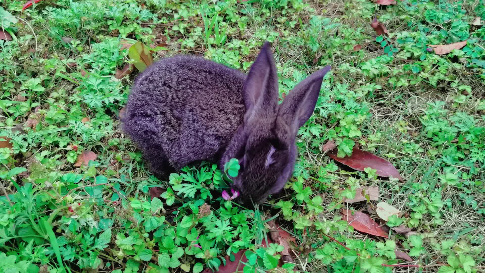 兔子吃草野兔灰兔视频的预览图