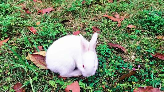 可爱兔子小白兔兔子吃草视频的预览图