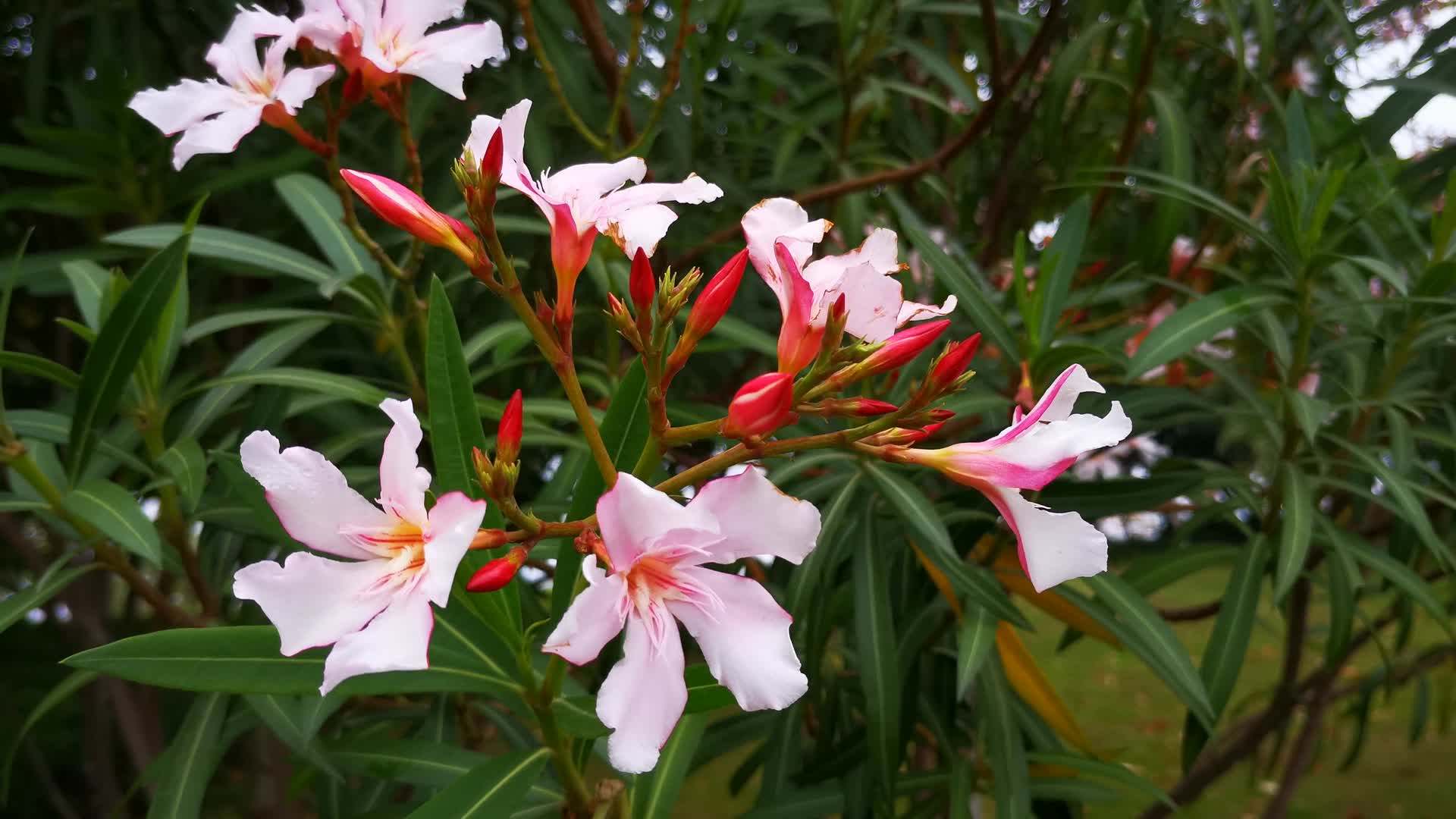 实拍夹竹桃鲜花盛开花朵植物视频的预览图