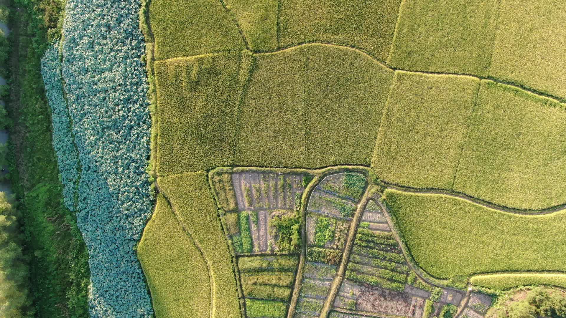 航拍秋收金黄稻田农业种植视频的预览图