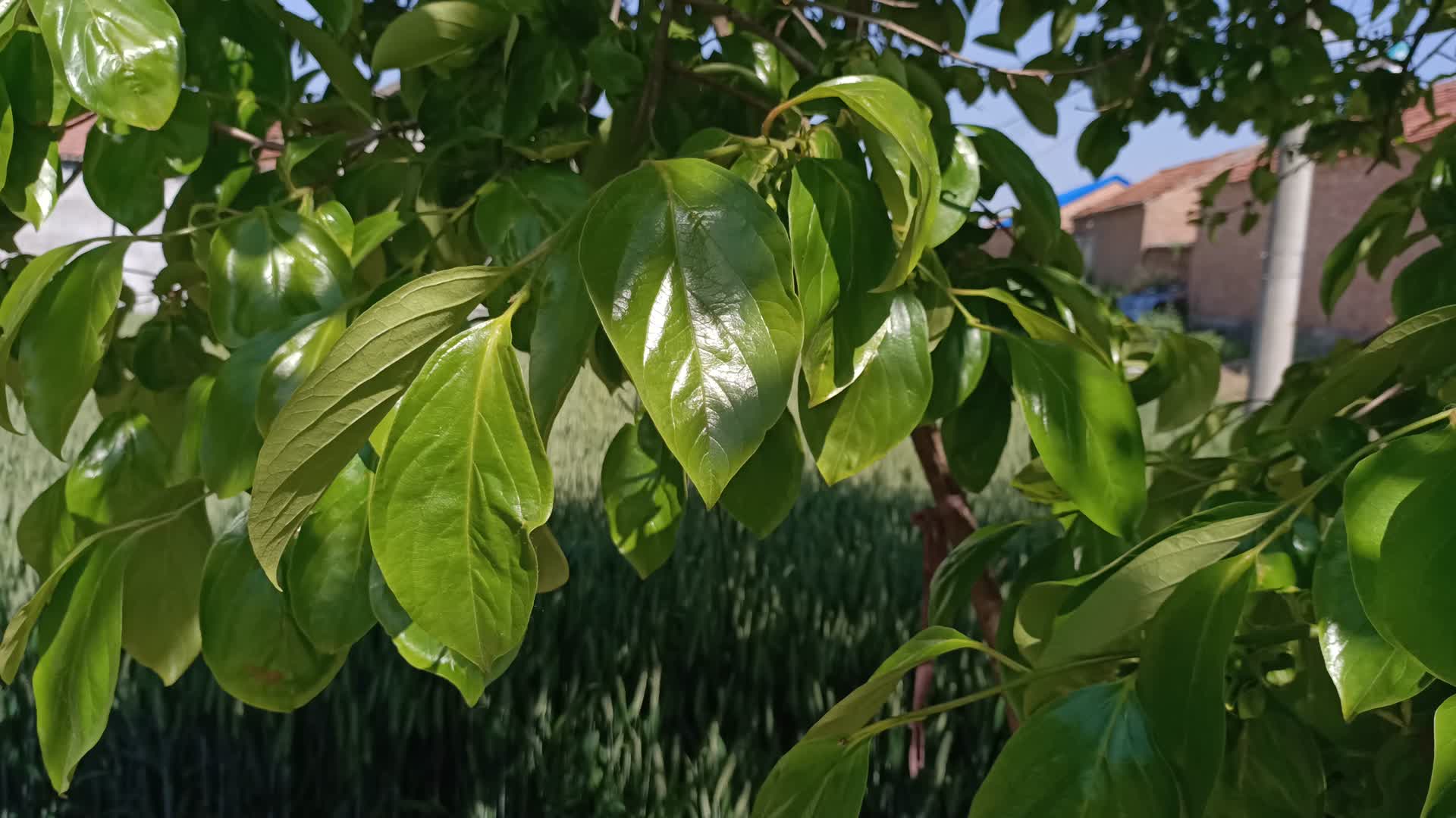 柿子的绿叶视频的预览图