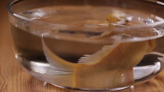 玻璃鱼缸里的金鱼锦鲤视频的预览图