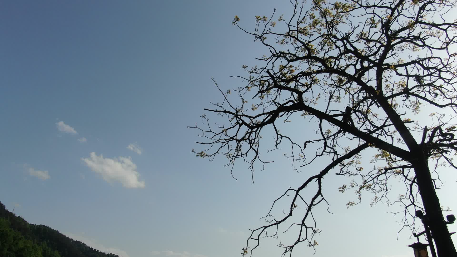 蓝天树枝春天发芽实拍视频的预览图