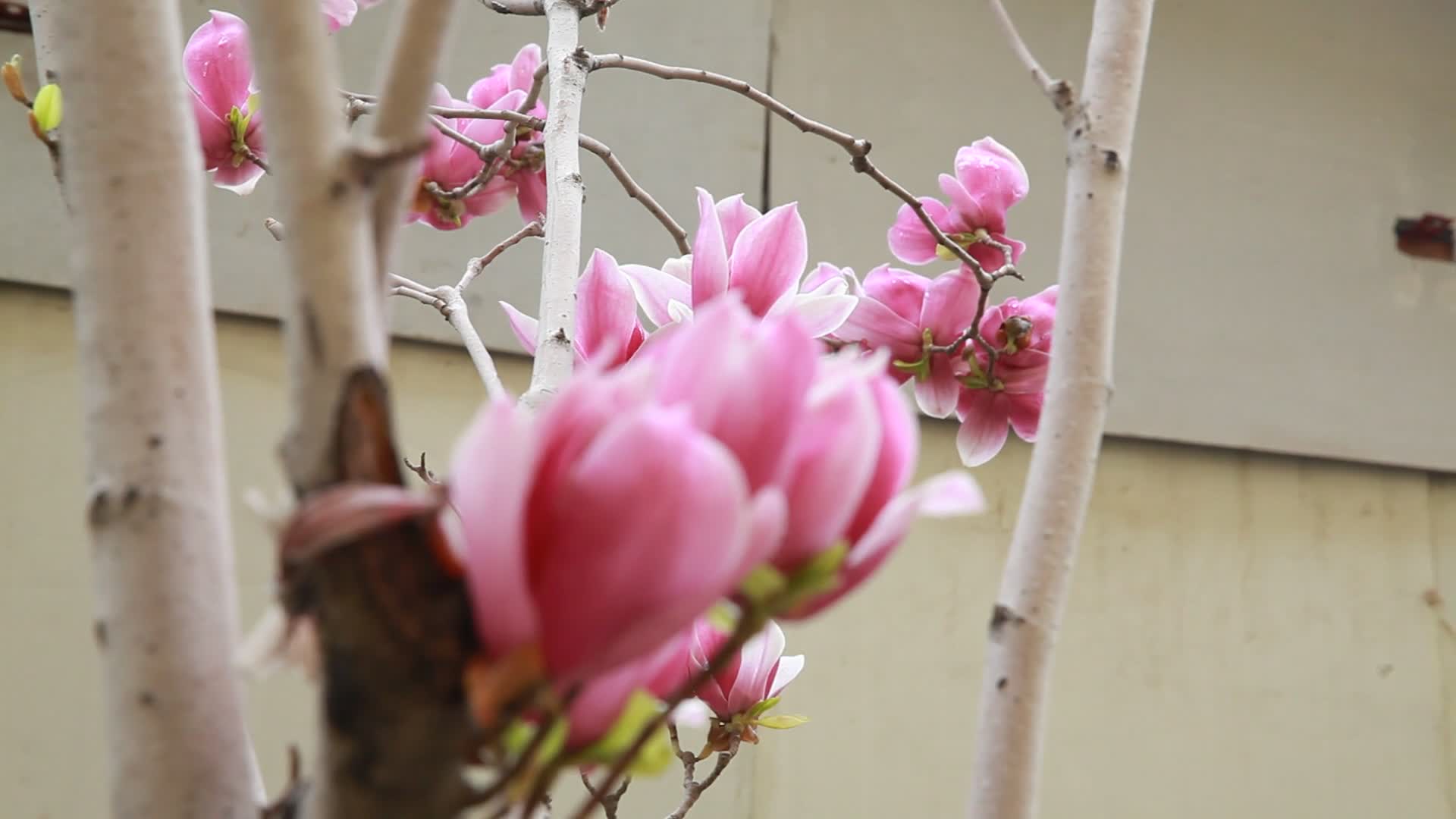 玉兰花桃花鲜花春季开花视频的预览图