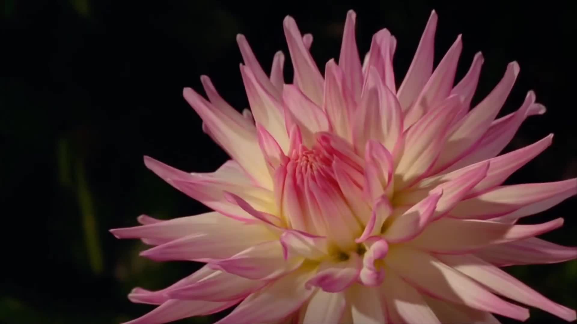唯美浪漫花朵绽放延时摄影视频视频的预览图