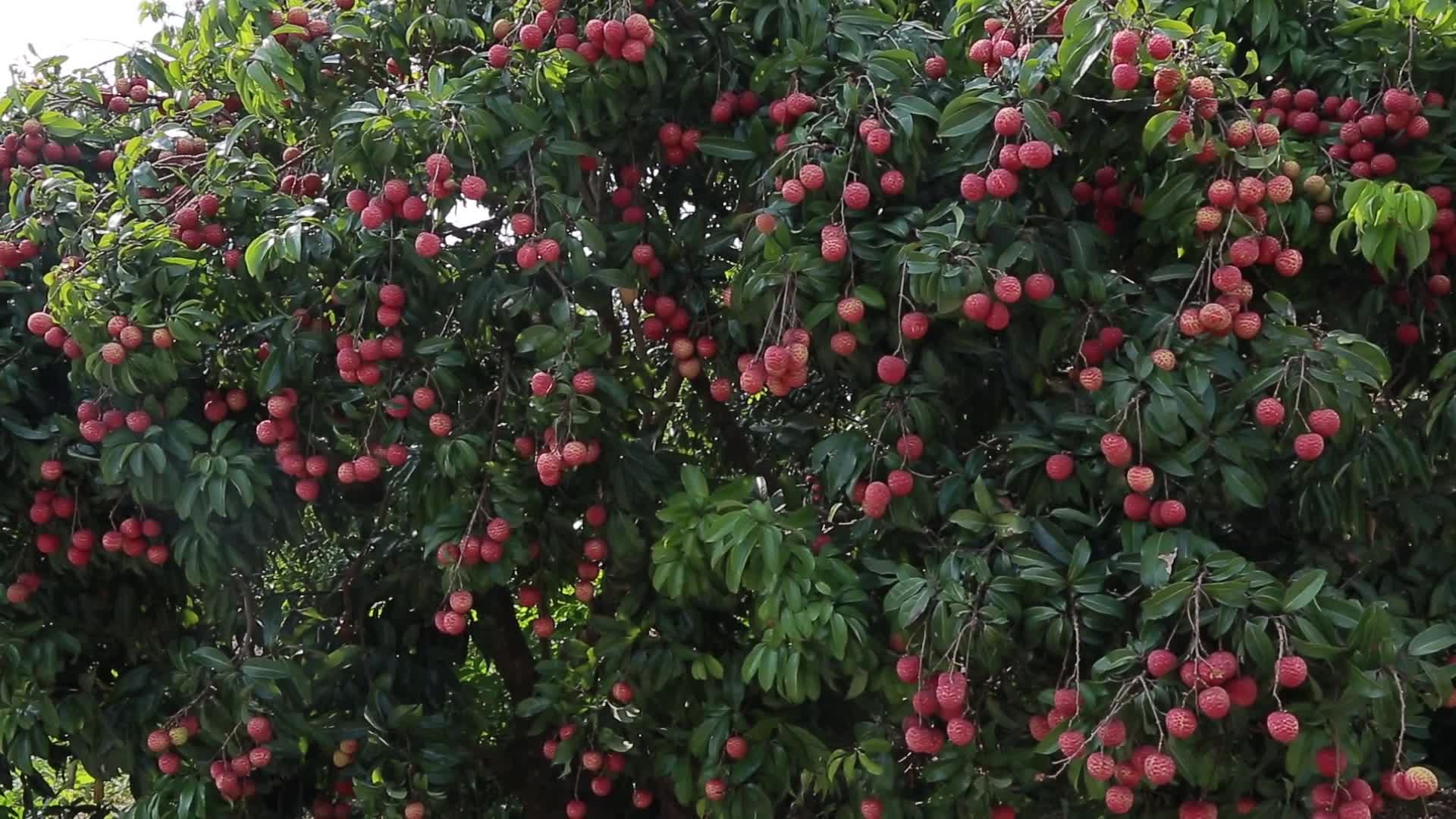 特写荔枝岭南佳果热带水果特色农业种植宣传视频丰收视频的预览图