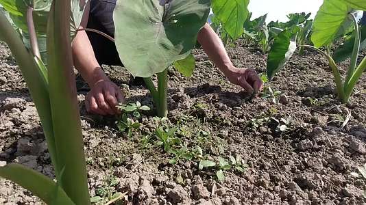 农民劳动春耕农活劳作种植水稻玉米粉视频视频的预览图