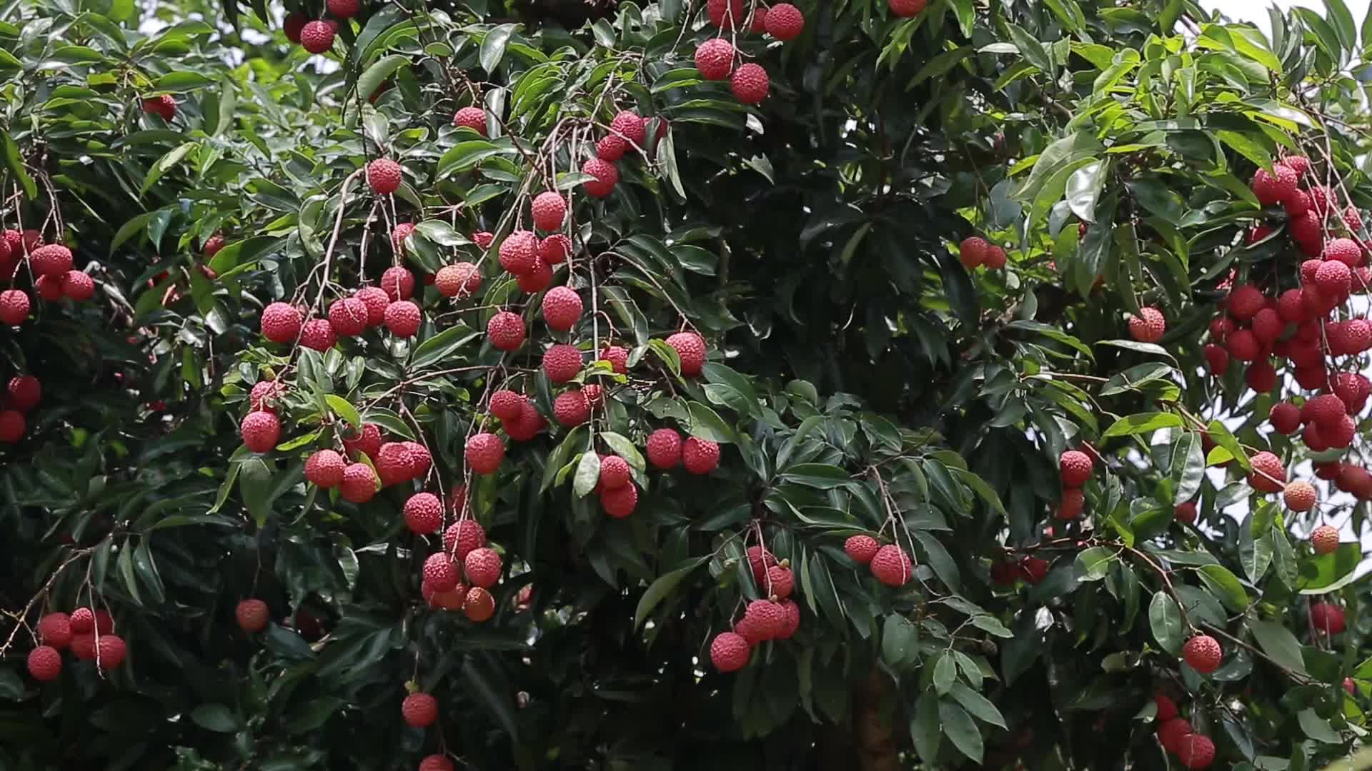 高州荔枝岭南佳果热带水果农业农田视频视频的预览图