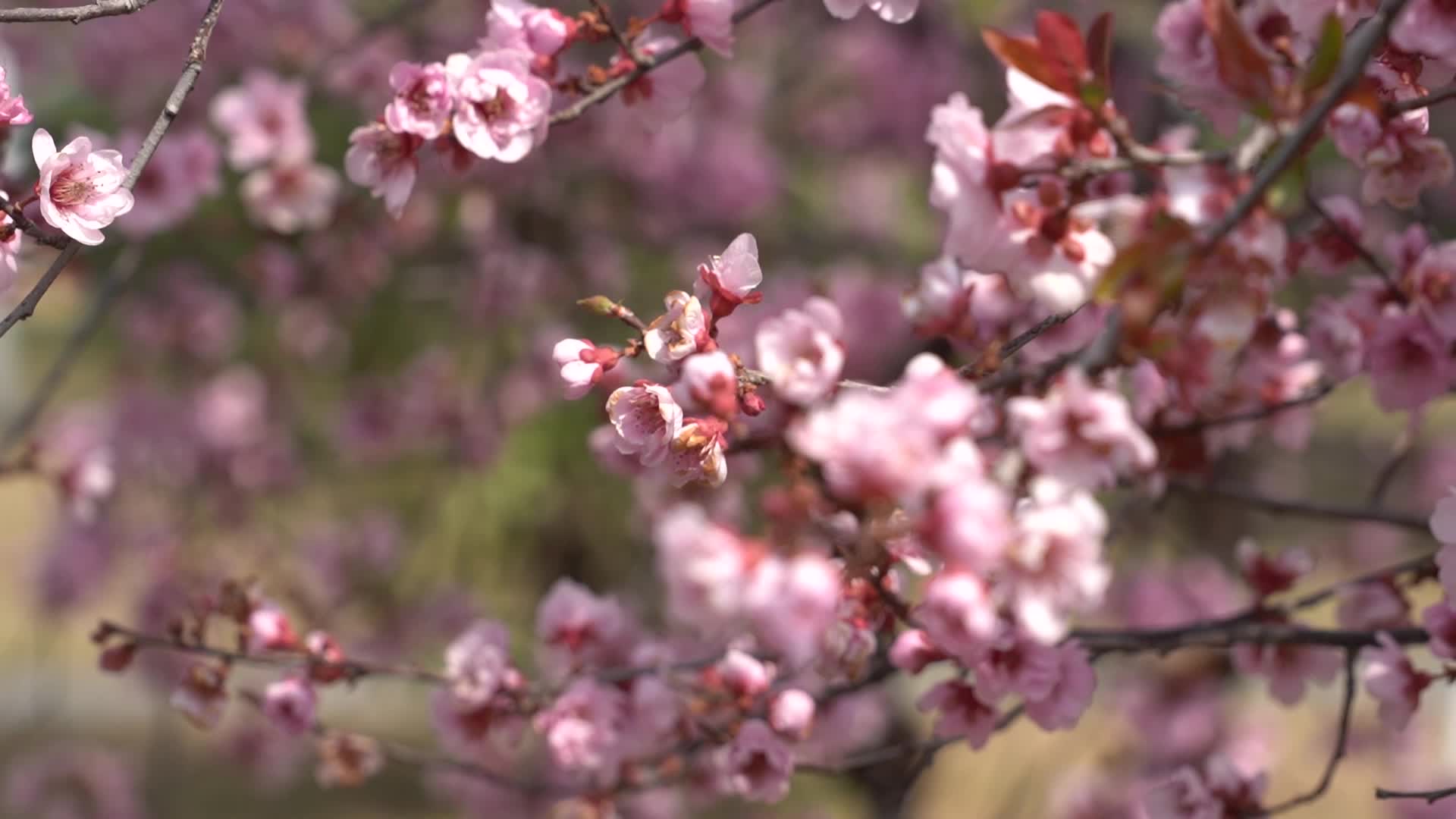 桃花盛开及蜜蜂采蜜视频视频的预览图