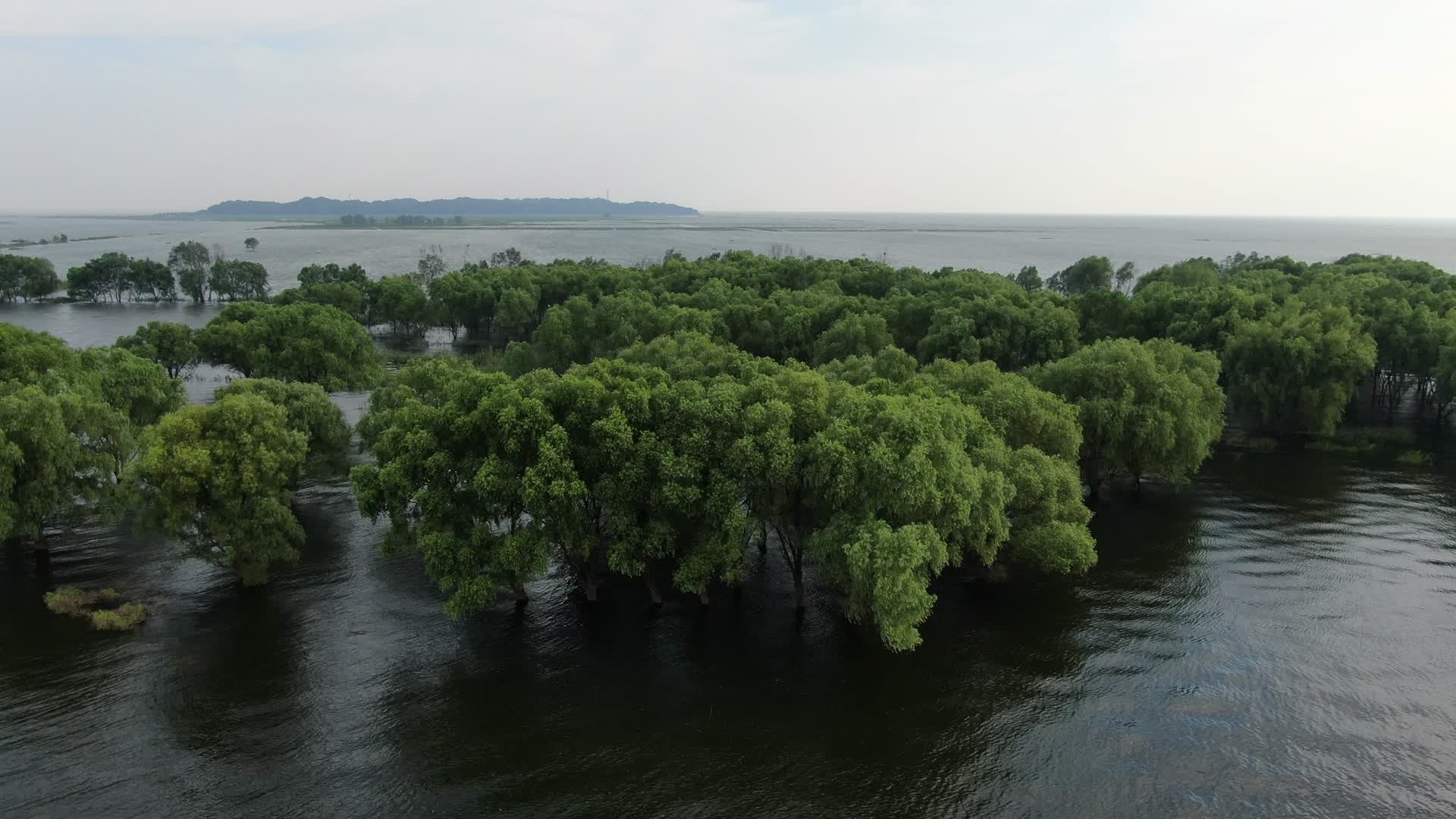 航拍自然风景水上森林植物视频的预览图
