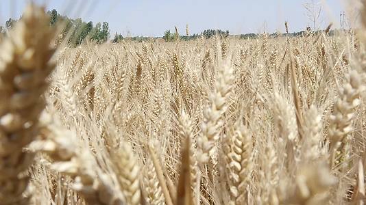 小麦丰收麦子颗粒收获农民干活视频的预览图