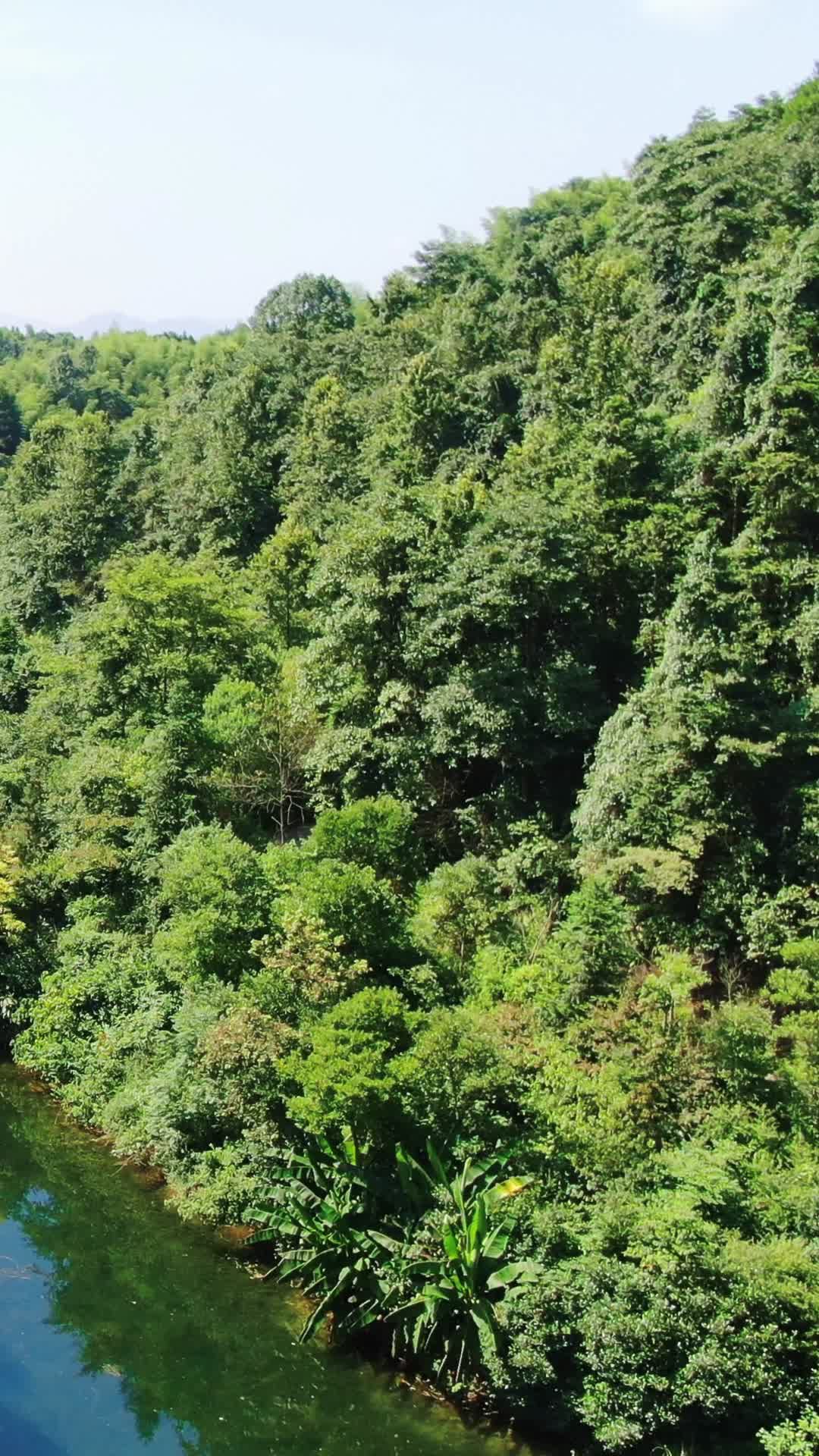 绿色森林植物竖屏航拍视频的预览图