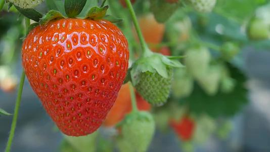 超大气唯美草莓园草莓种植温室大棚视频视频的预览图