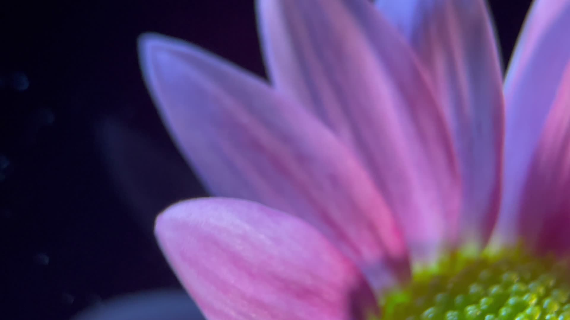 特写雏菊非洲菊视频的预览图