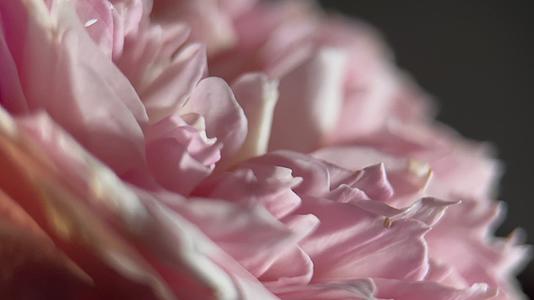 鲜花洋牡丹花月季花视频的预览图