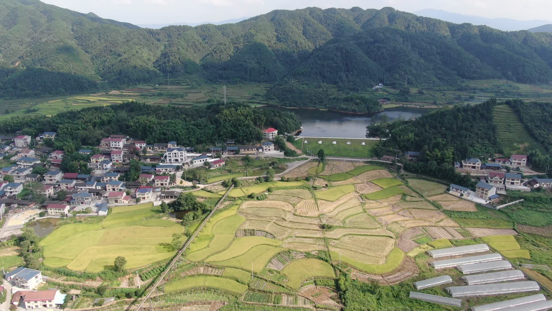航拍美丽乡村农业种植金黄稻田视频的预览图