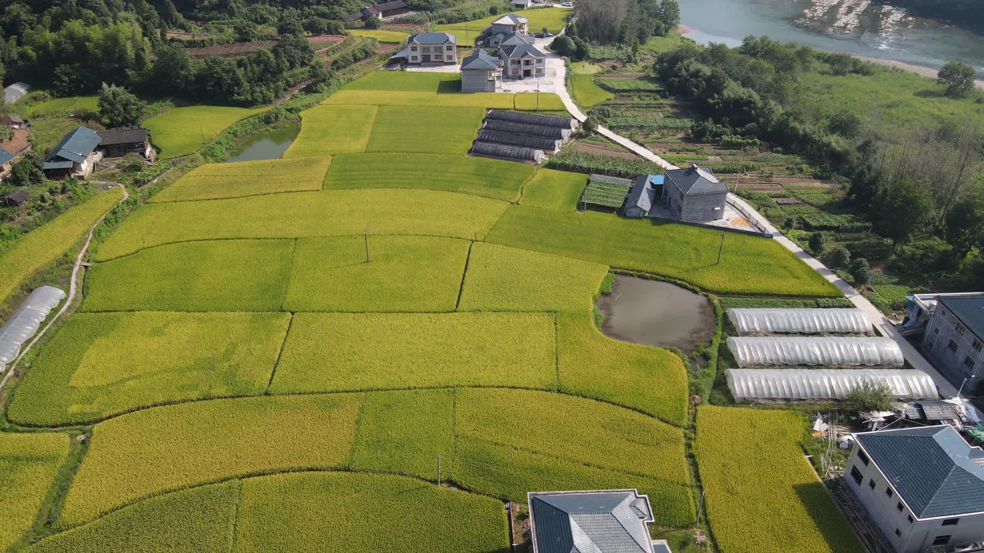 航拍南方秋收乡村金黄稻田视频的预览图