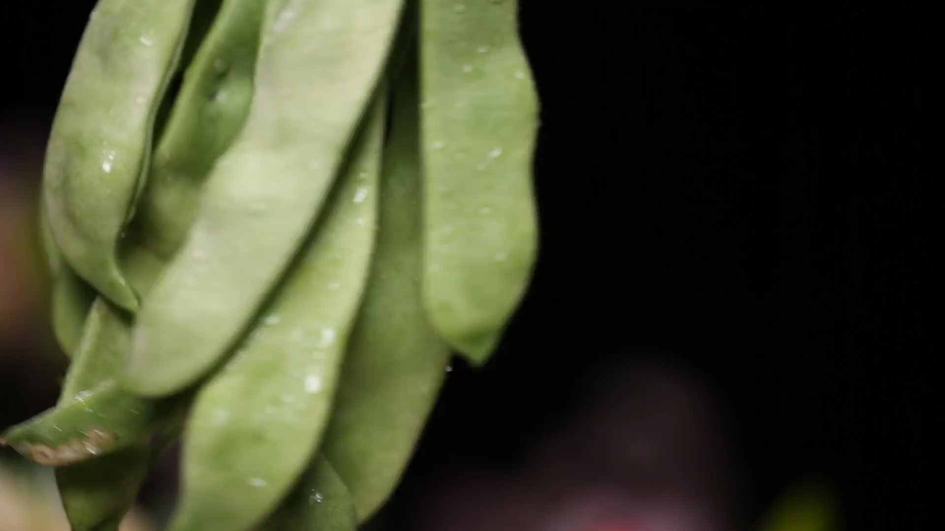 悬挂的扁豆刀豆视频的预览图