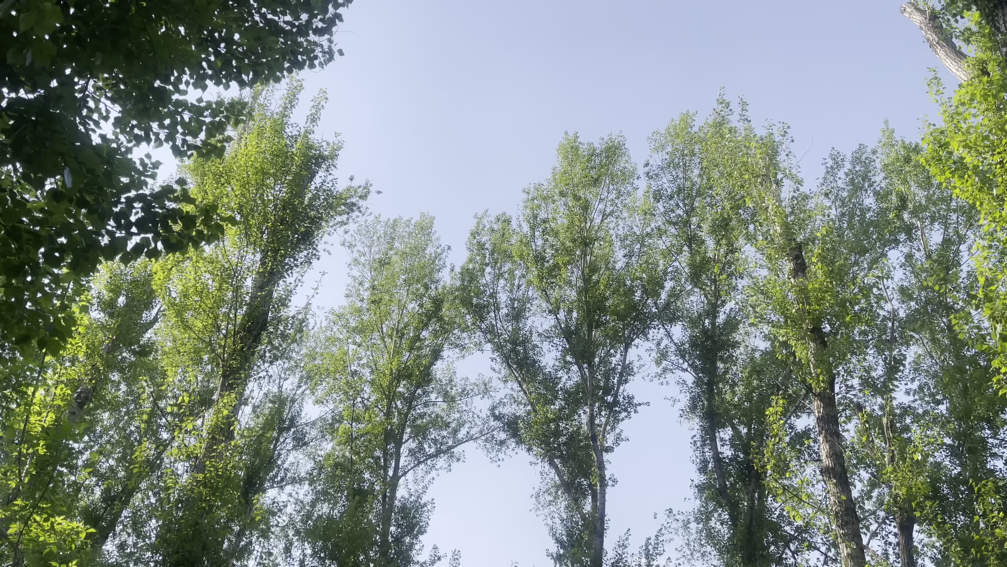林园漫步绿色树丛视频的预览图