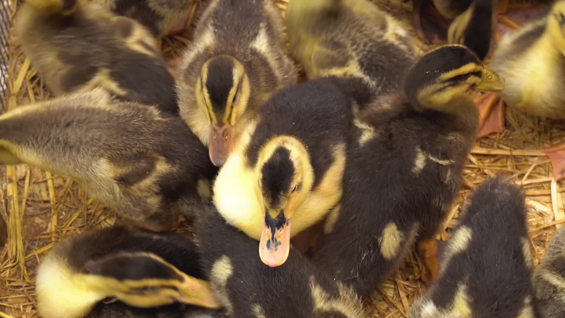 家禽养殖鸭苗小鸭子视频的预览图