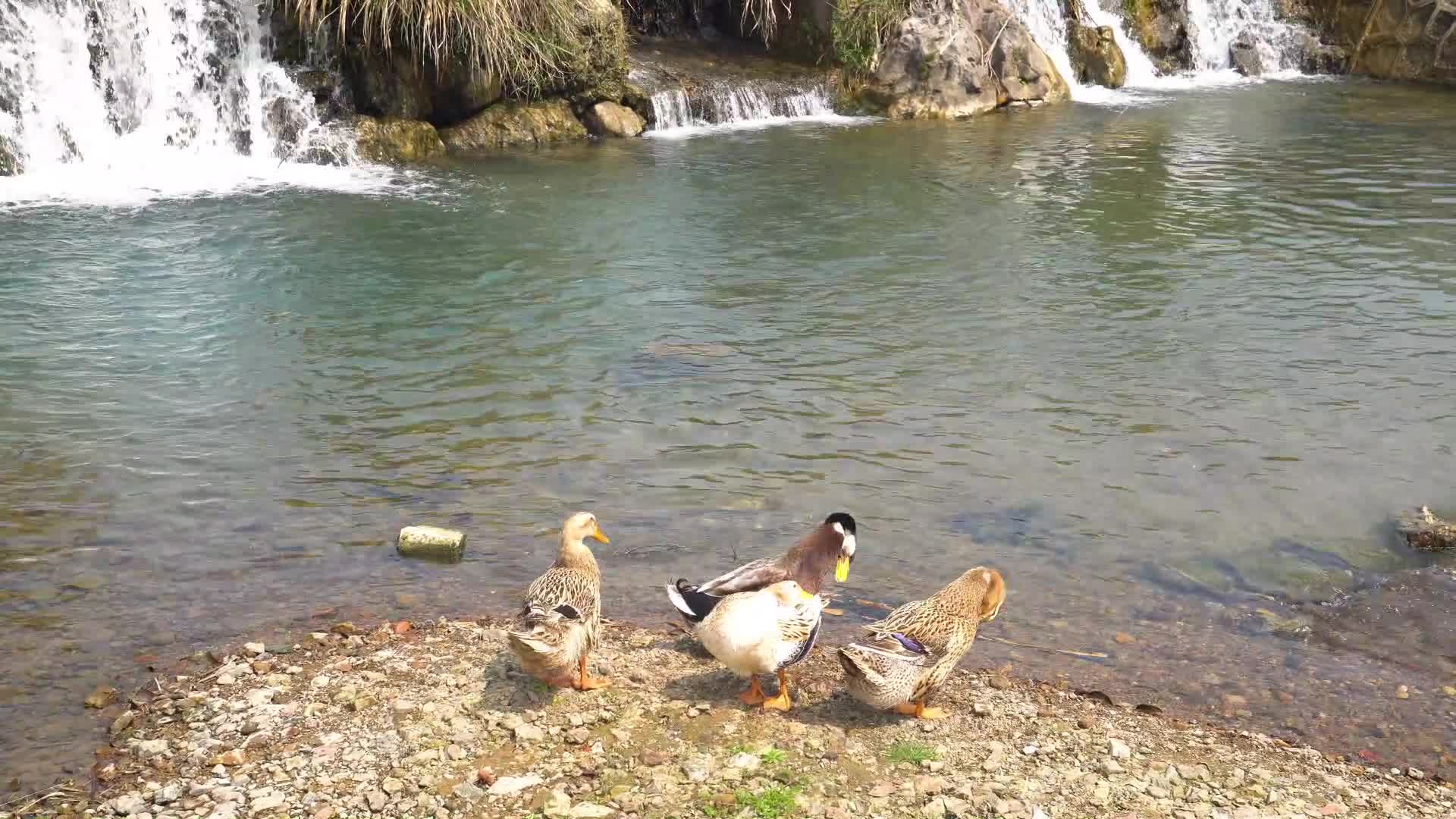 小溪流水生态养殖鸭嬉戏视频的预览图