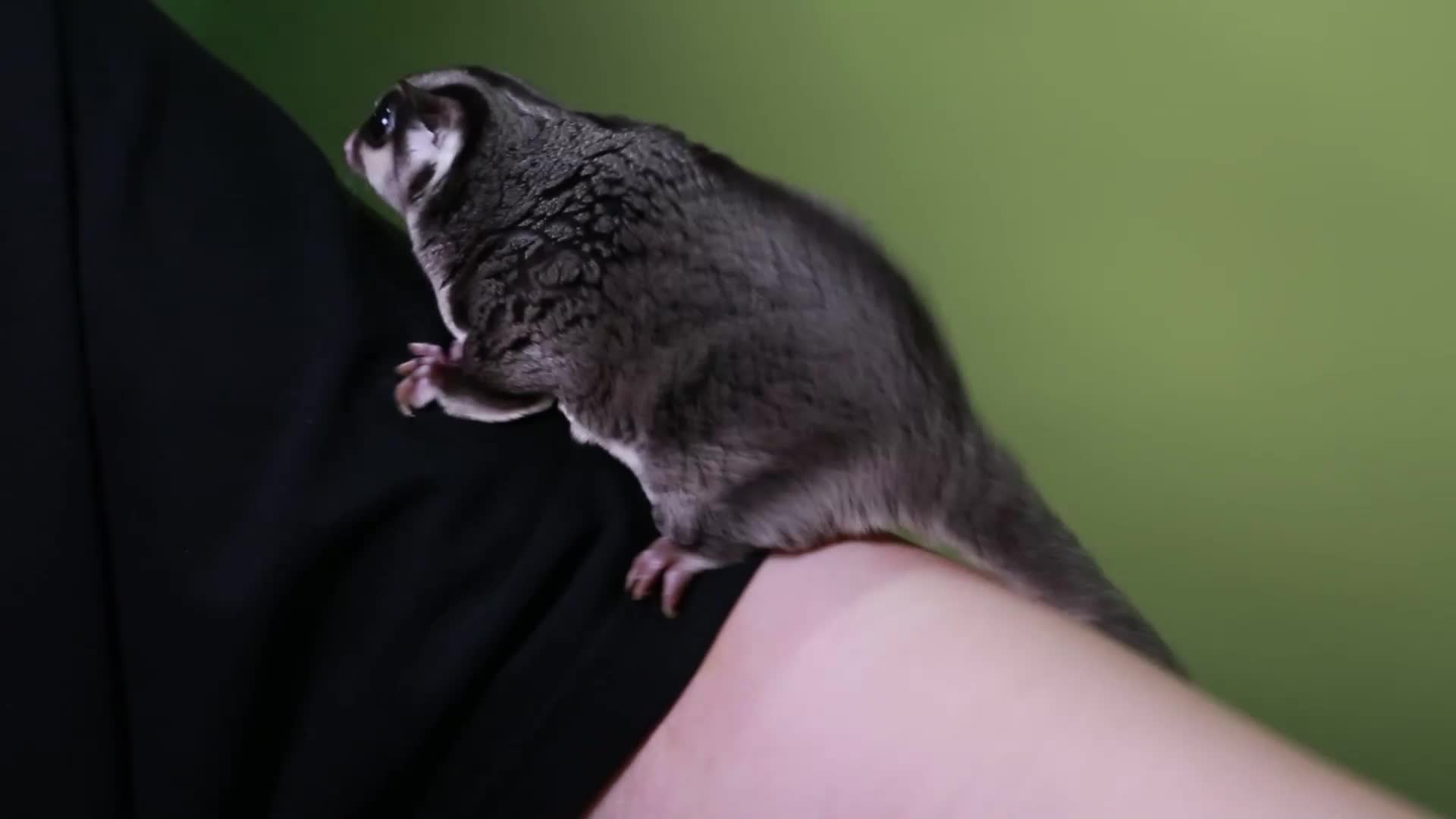 动物宠物异宠蜜袋鼯飞鼠视频的预览图