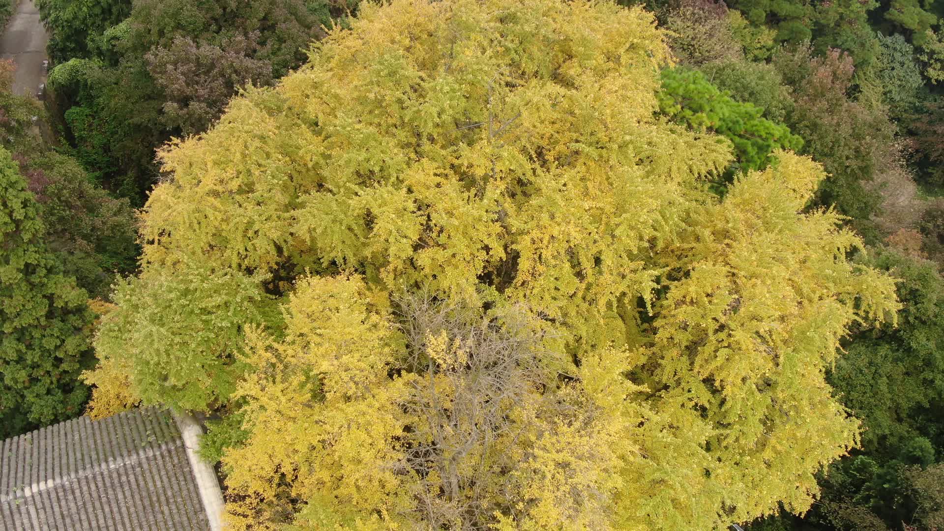 航拍千年银杏树植物视频的预览图