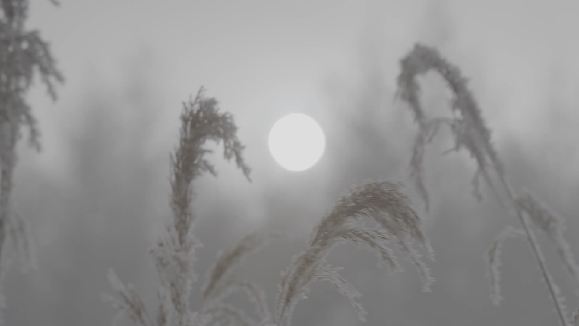 雾凇芦苇日出视频的预览图