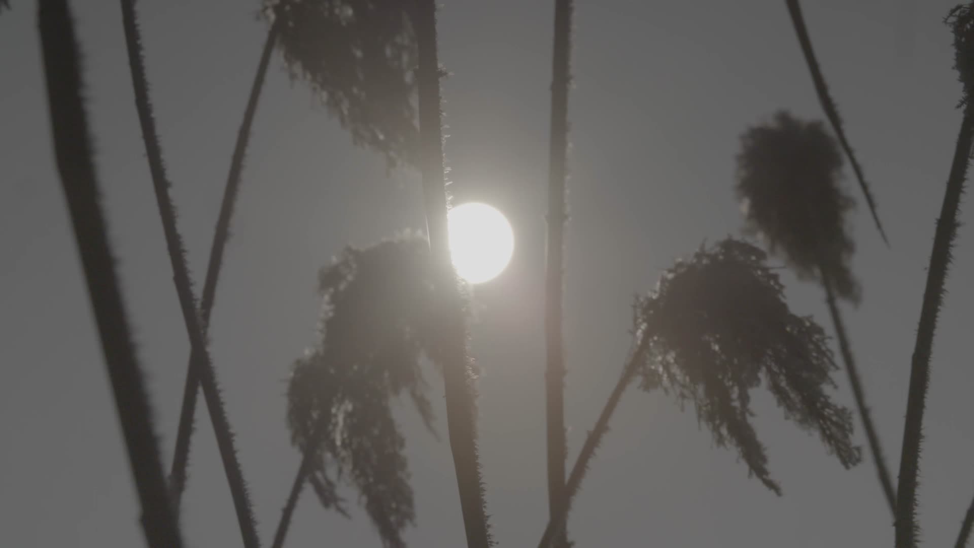 雾凇芦苇日出视频的预览图