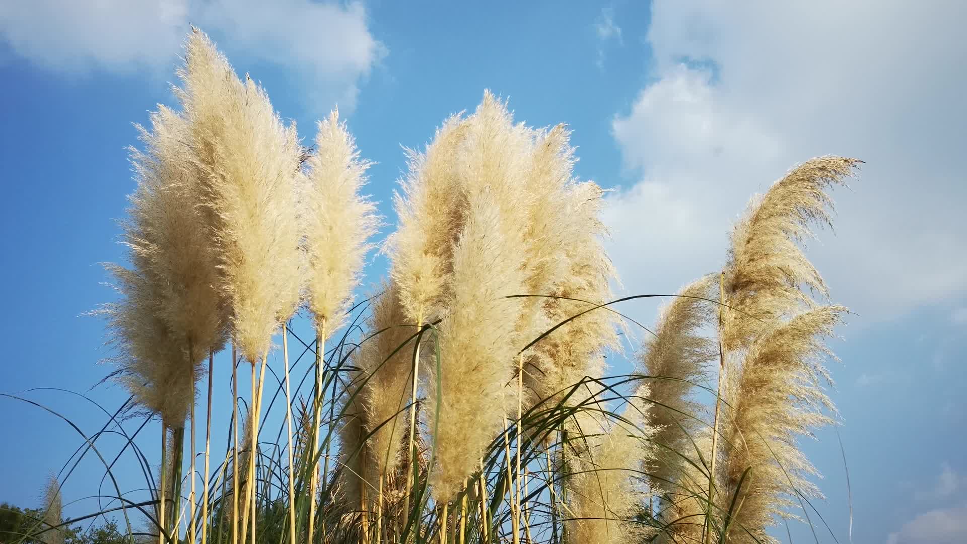 实拍蓝天下芦苇植物视频的预览图