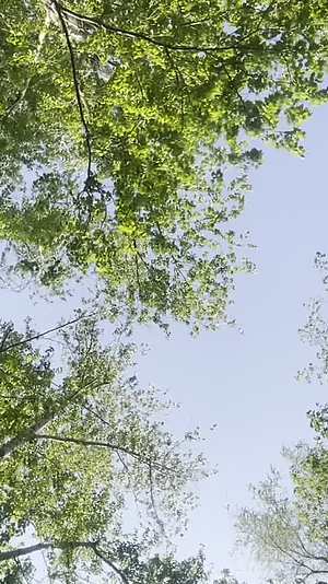 林间小路绿色林园树视频的预览图