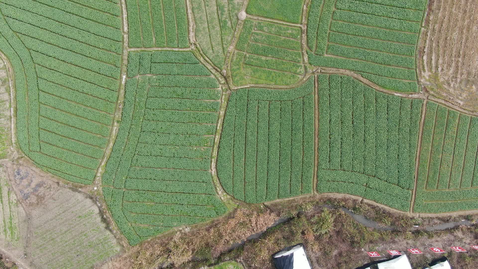 农业种植农作物航拍视频的预览图