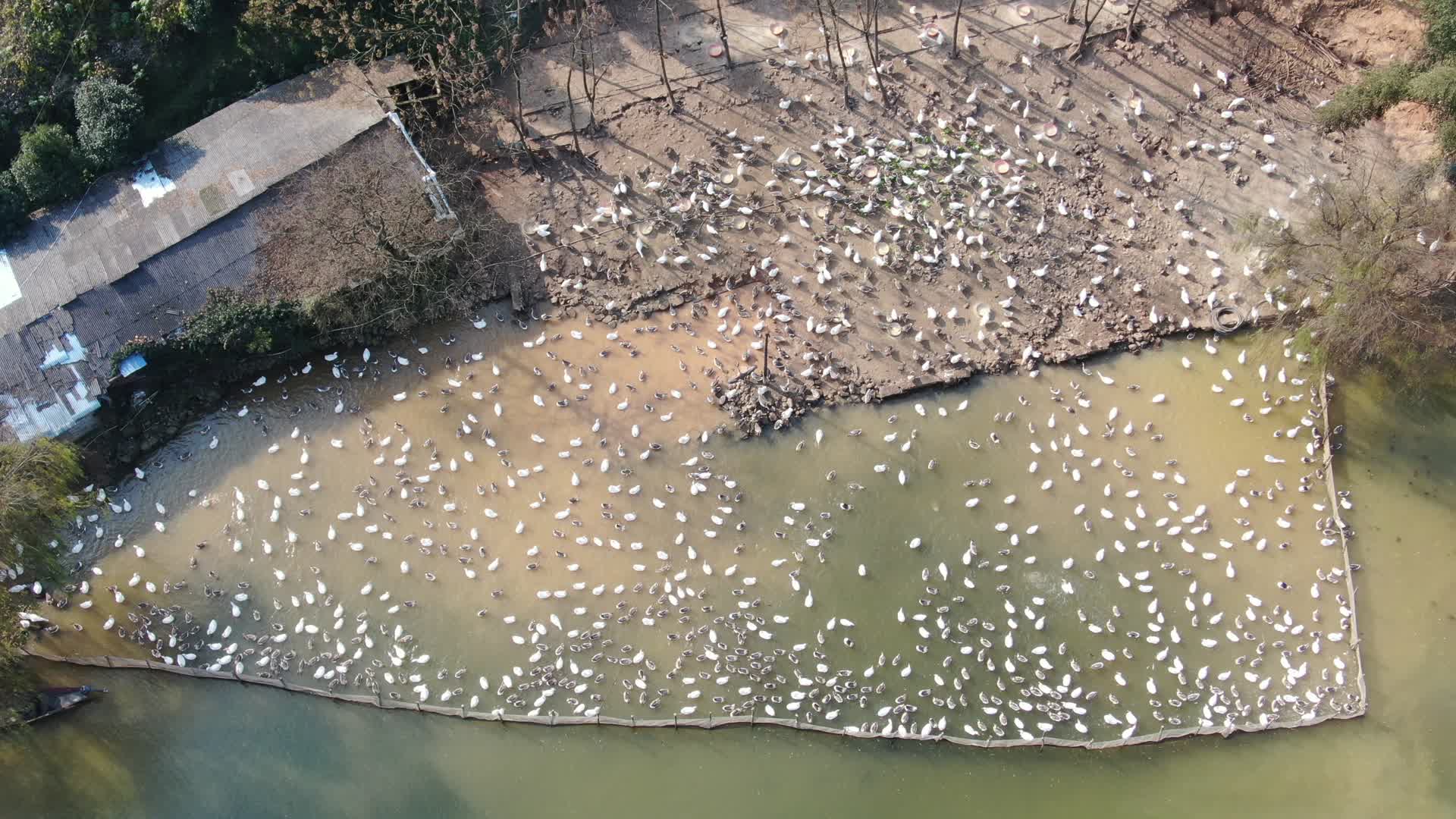 航拍农村散养家禽视频的预览图