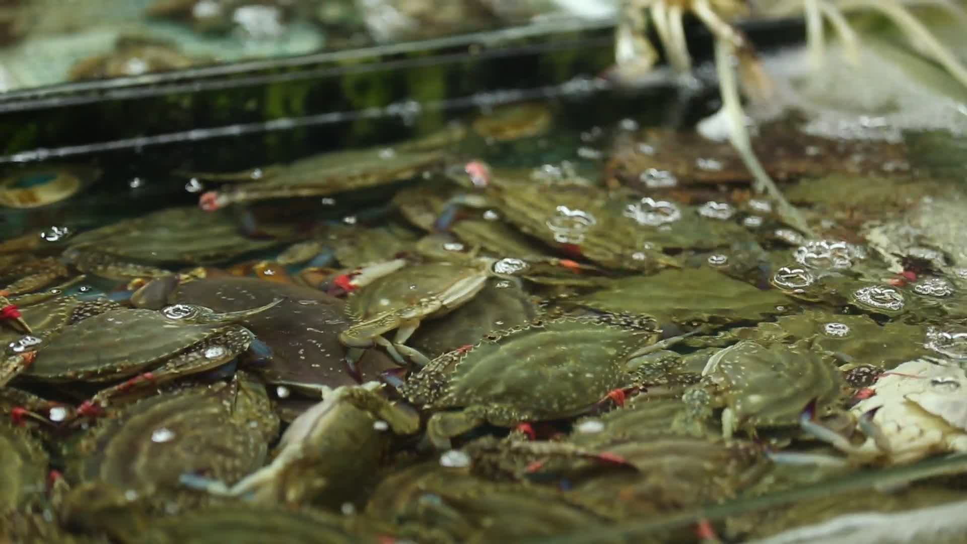 海鲜市场卖飞蟹梭子蟹视频的预览图