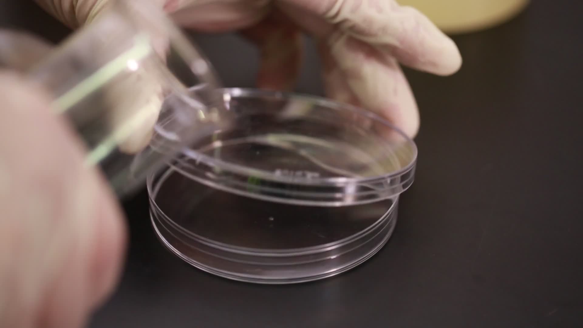 细菌培养基菌群检测细菌检测培养皿视频的预览图
