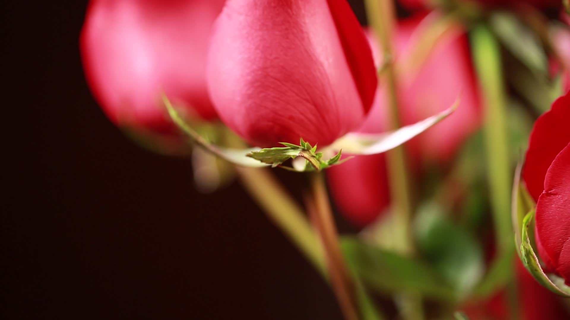 家具生活品味装饰爱情表白红玫瑰花视频的预览图