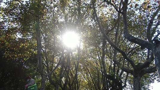阳光透过树枝唯美空境视频的预览图