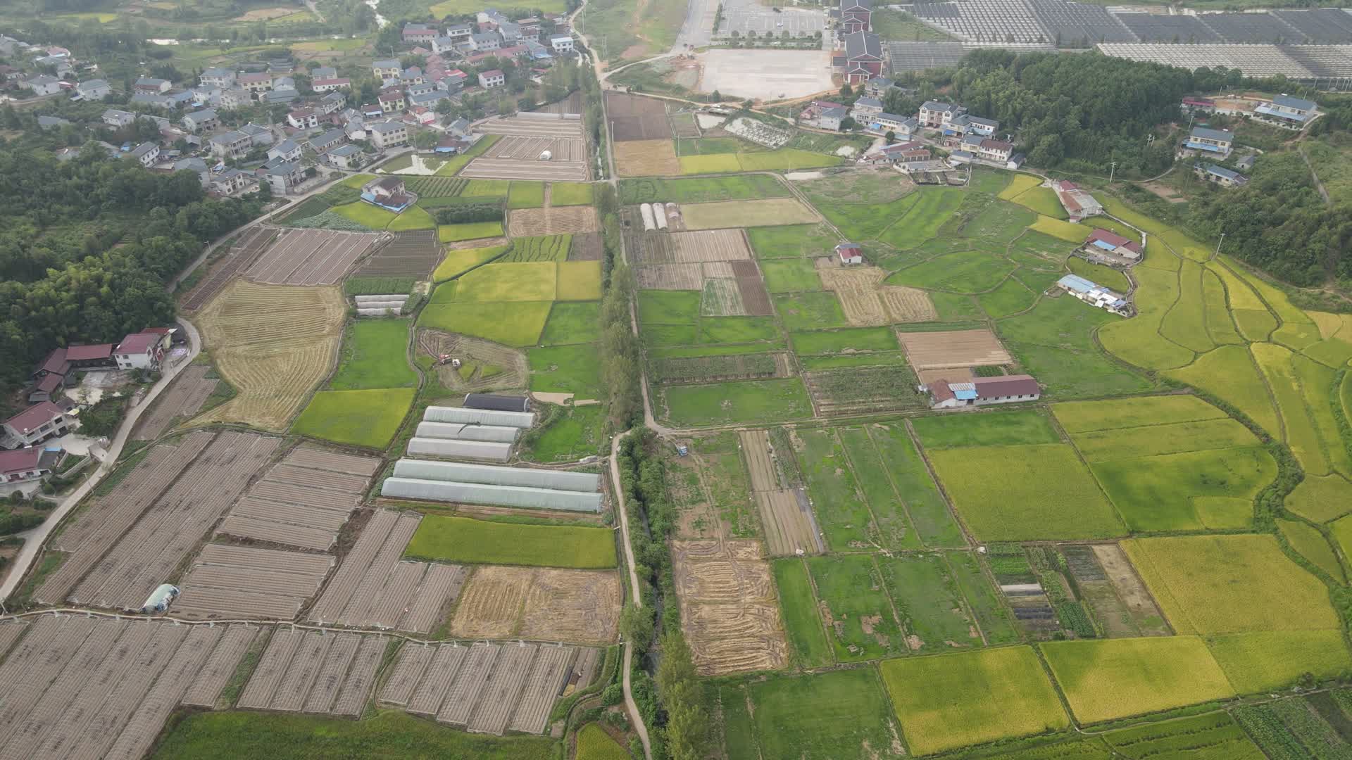 4K航拍农业种植稻田稻谷视频的预览图