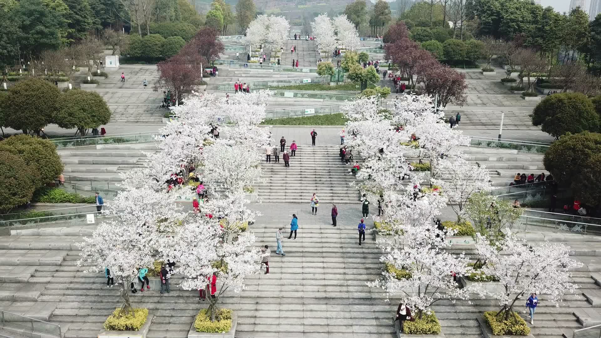 麒麟广场樱花盛开樱花广场视频的预览图